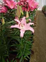 [5260 XFactor No02.JPG]